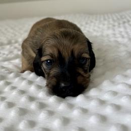 Finn - Cream male Dachshund puppy in Shelley, Idaho from Journey’s End Dachshunds