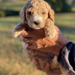 Goldendoodle Puppies from Central Kentucky Goldendoodles