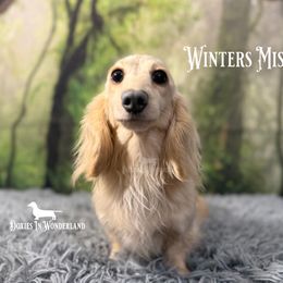 Dachshund puppies from Doxies in Wonderland