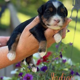 Indigo - female Australian Mountain Doodle puppy in Henry, Illinois from Rowe Farms Doodles