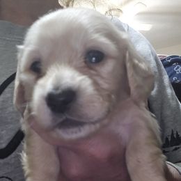 Bigger ee cream longhair boy - Cream male Dachshund puppy in Lyle, Washington from Wines Wienery