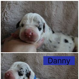 Danny - Mantle merle male Great Dane puppy in Spokane, Washington from Phoenix Family Danes
