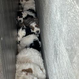 Bernedoodle Puppies from Over the Moon Poodles and Doodles