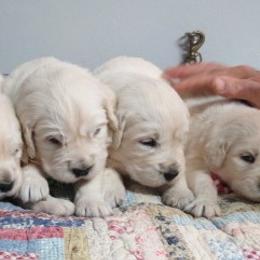 Golden Retriever Puppies from Hearts of Gold Retrievers LLC