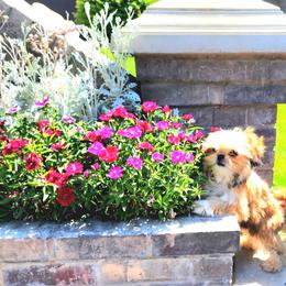 Red - Red and tan male Shih Tzu puppy in Willard, Utah from Shih-tzu Queen