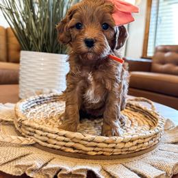 Queso (Orange Girl) - Red female Cavapoo puppy in Pleasant Grove, Utah from Destination Doodles