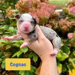 Cognac has - Blue merle male Bernedoodle puppy in Midland, Michigan from Northern Charm Farm