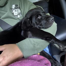 Labrador Retriever Puppies from Outlaw Ridge Kennels
