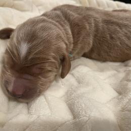 Blue - Apricot male Goldendoodle puppy in Medina, Ohio from Farmer Doodles