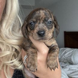 Dachshund Puppies from Breakfast Club Dachshunds
