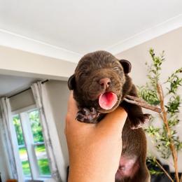 Gullie - Chocolate male Labrador Retriever puppy in Amery, Wisconsin from Cornerstone Retrievers
