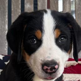 Oceana - Black, white and red female Greater Swiss Mountain Dog puppy in Chester, Illinois from Hilltop Swissys