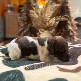 Juniper - Liver and white female German Shorthaired Pointer puppy in Georgia from CMC Farms