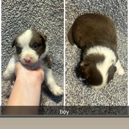 Todd - Red tri male Miniature Australian Shepherd puppy in Granby, Missouri from Macks Mini Aussies