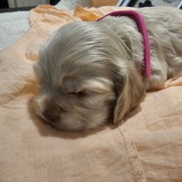 Cocker Spaniel Puppies from Brittian Kimbrell