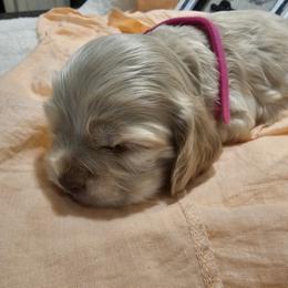Cocker Spaniel Puppies from Brittian Kimbrell