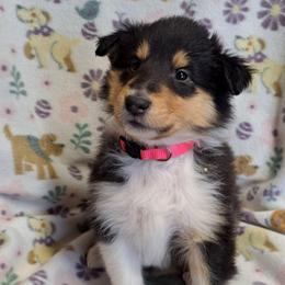 Dark Pink girl - Black white and tan female Collie puppy in Kalispell, Montana from C4 Collies