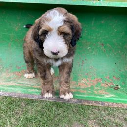 Bernedoodle Puppies from Bayou Blu's Bernedoodles