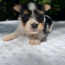 Charlie - Black tan and white male Biewer Terrier puppy in Bunnell, Florida from Royal Biewer and Royal Aussies