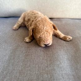 Fletcher - Apricot male Cavapoo puppy in Goldsboro, North Carolina from The Grantham House