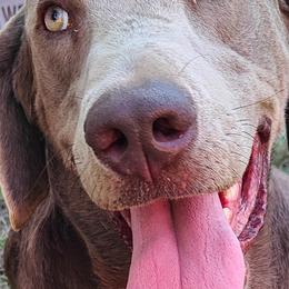 Goose - Dilute Retriever