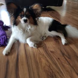 Buster - Papillon