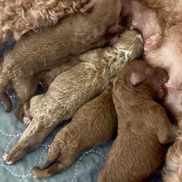 Grace - Red  female Poodle puppy in Salem, Oregon from Lavish Poodles