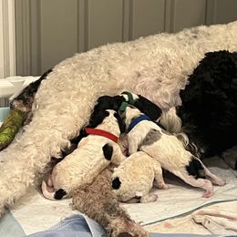 Red collar boy - male Newfypoo puppy in Fairfield, California from Twin Sisters Doodles