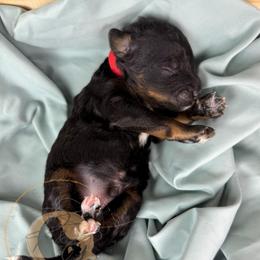 Black Berry - Phantom male Goldendoodle puppy in Murrieta, California from Apricot Poodles & Goldendoodles, LLC