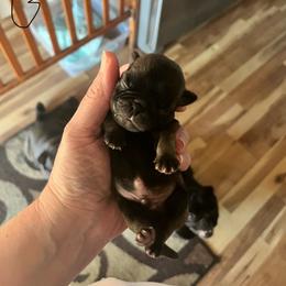 Gray - Black male Pug puppy in Tacoma, Washington from Glamour pugs