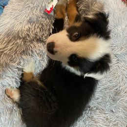 Australian Shepherd Puppies from Johnson Hill Aussies