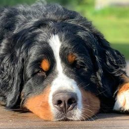 Bernese Mountain Dogs from Juniper Valley Bernese Mountain Dogs