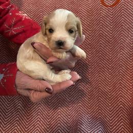 Benny - Apricot and white male Cavachon puppy in Holly, Michigan from Terrie’s Cavachons & Cavalier King Charles Spaniels