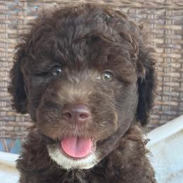 ROCKY - Chocolate male Goldendoodle puppy in Maricopa, Arizona from AZ Designer Goldendoodles