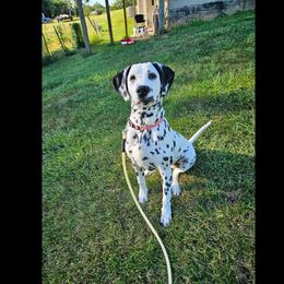 Dinah - White and black Dalmatian puppy in Livonia, Missouri from Buttonridge Dalmatians