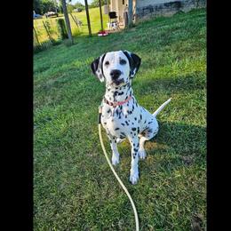 Dinah - White and black Dalmatian puppy in Livonia, Missouri from Buttonridge Dalmatians