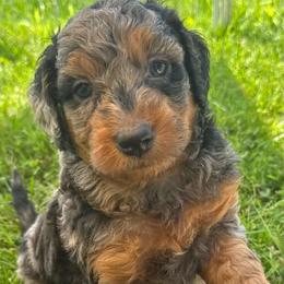 Monterey Jack - Blue merle male Bordoodle puppy in Canfield, Ohio from Poo's Doo's & Inu's