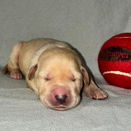 Boy 1 teal collar - Yellow male Labrador Retriever puppy in Arlington, Washington from Stout's Hunting Labs and trsbullies