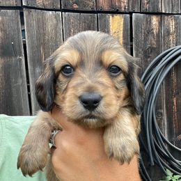 Brando - Cream male Dachshund puppy in Rogue River, Oregon from Bear Feet Dachshunds