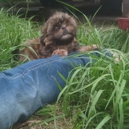 Shih Tzu Puppies from Peterson Shih Tzus