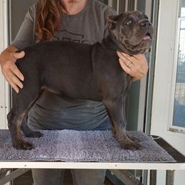 Shadow - Gray brindle female Cane Corso puppy in Los Lunas, New Mexico from Top Gun Kennels NM