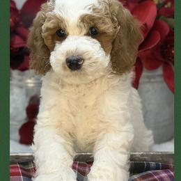 Uncle Lewis - Apricot male Australian Labradoodle puppy in Gladstone, Oregon from Beaver State Labradoodles