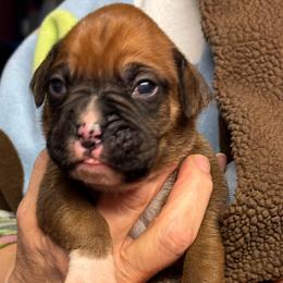 Boy 1 - Fawn male Boxer puppy in Elyria, Ohio from Just-A-Wyn Boxers