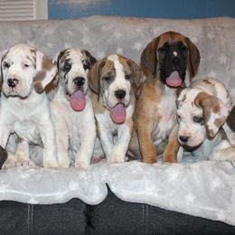 Great Dane Puppies from Starr Creek Danes & Frenchies