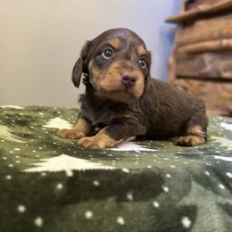 Forrest - Chocolate and tan male Dachshund puppy in Stilwell, Oklahoma from Mountain Top Dachshunds