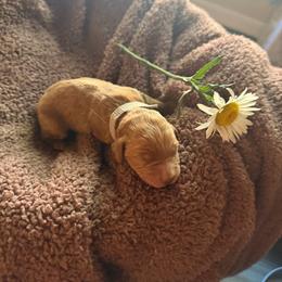 Geppetto - Red  male Goldendoodle puppy in Indianapolis, Indiana from E&A Doodle Barn