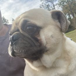 Tucker - Pug