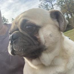 Tucker - Pug