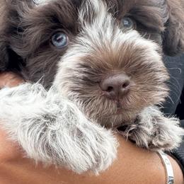 Niko - Parti male Miniature Schnauzer puppy in Pearland, Texas from K & S Schnauzers