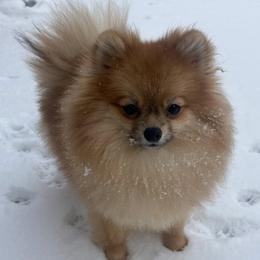 Pomeranian puppies from Willow Dove Pugs